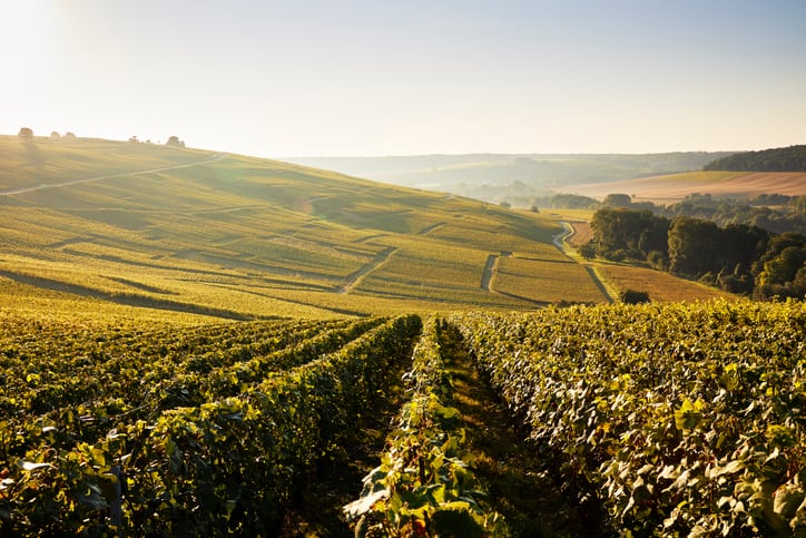 European wines most at risk from climate change
