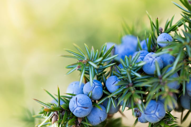 Juniper berries